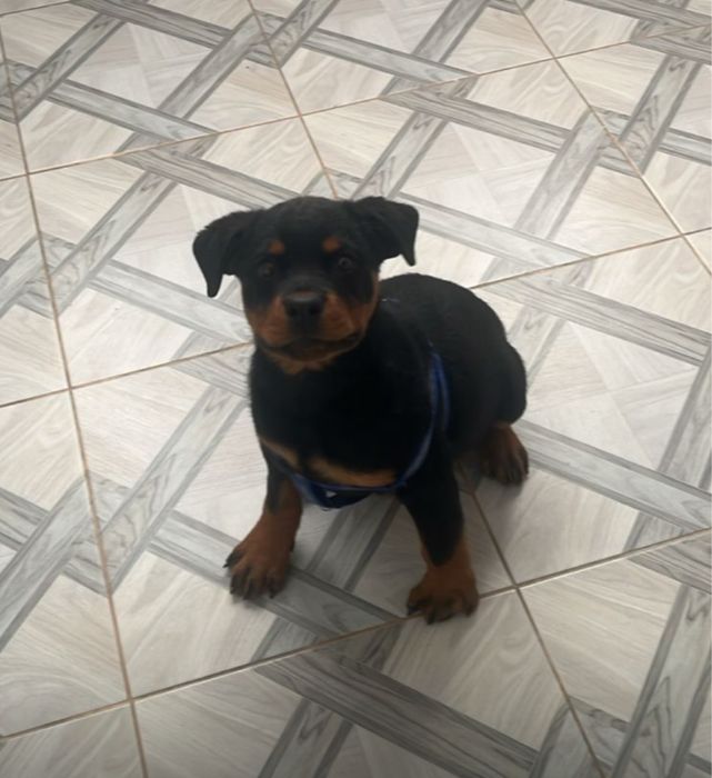 Щенок ротвейлера . Девочка.