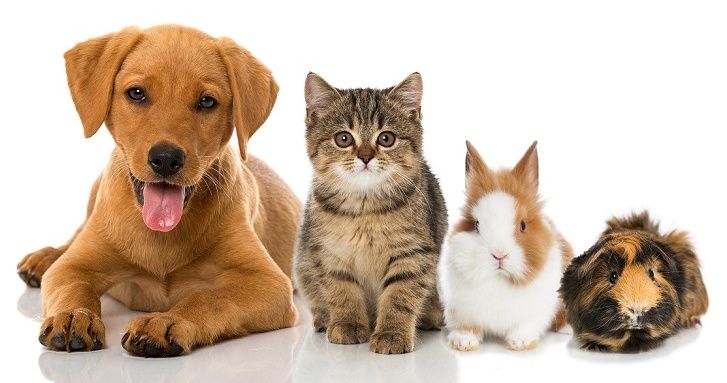 Предлагам гледане на животни Варна