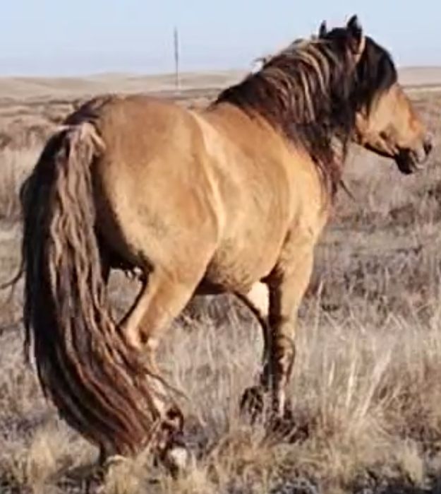 Продам мощьных  жеребецов муалжары