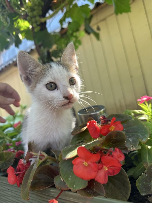 Pisicute spre adoptie