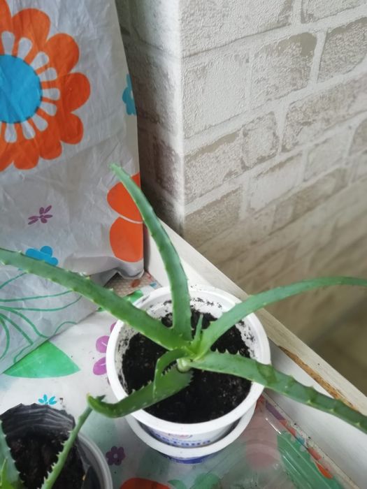 Продам молодой алоэ