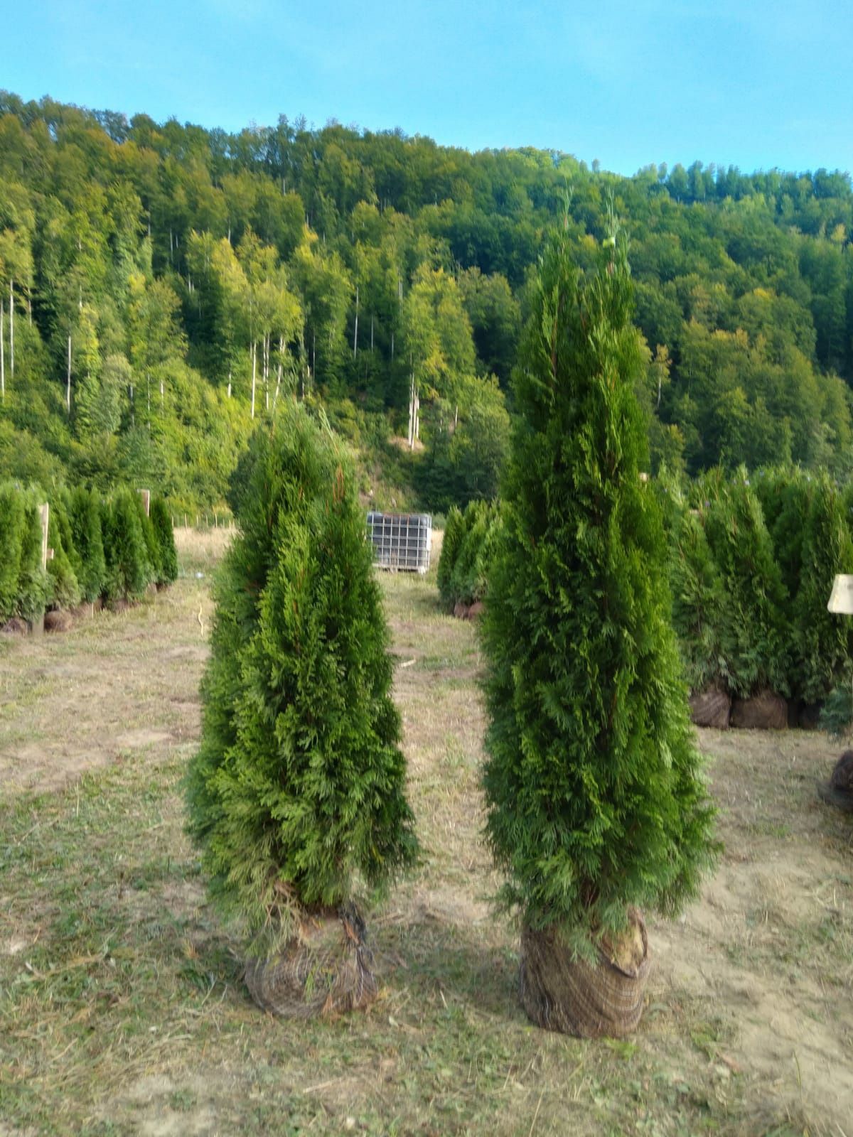 Arțar Leylandii pom pon catalpa