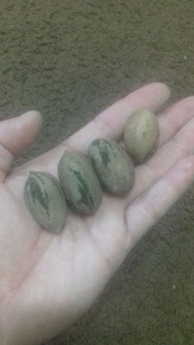 Пекан ёнғоқ кўчати сотилади - Pekan yong`oq kuchati