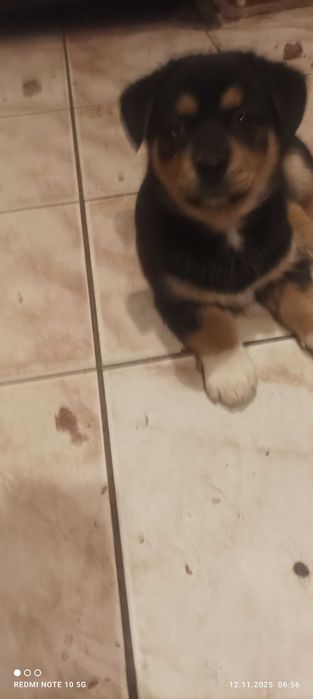 donez catelusi jucausi