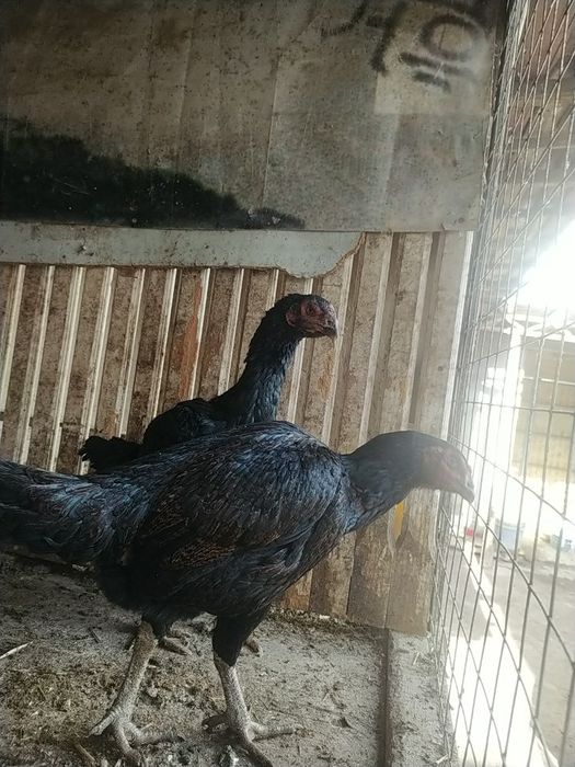 Dakan tovuqla sotiladi