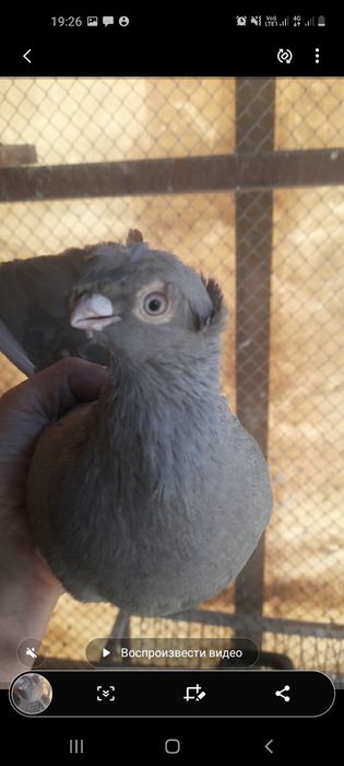 Продам голупку . Малля. Бурая