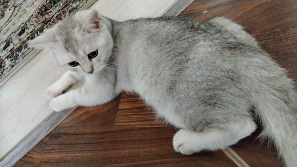 Продаются кот и кошечка