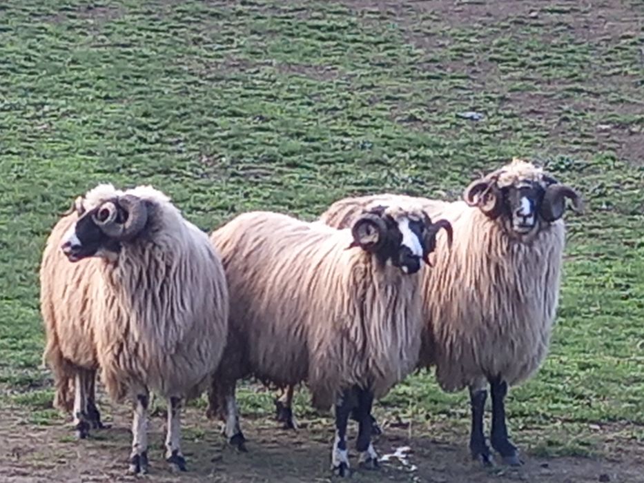 Disponibili 2 strămiori și 1 mior brezi