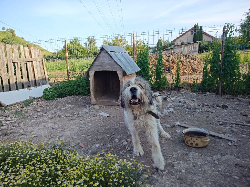Donez câine ciobănesc
