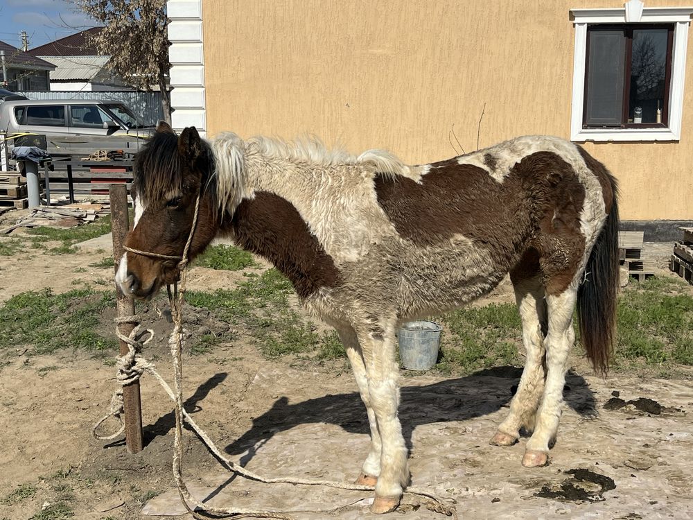 Жылкы Байтал