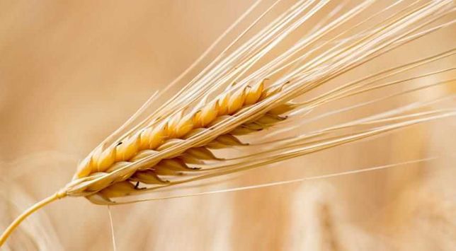 Семена пшеницы и ячменя