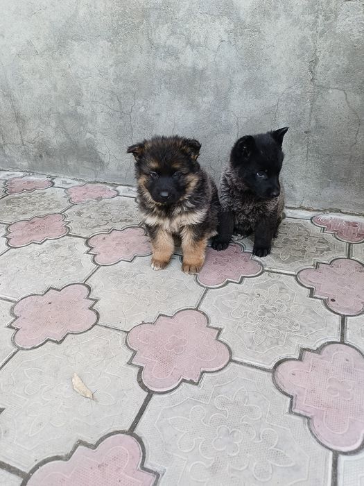 Продам немецких щенков