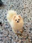 PRET REDUS! Exemplar deosebit de pomeranian, alb!