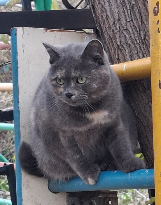 Красавица кошка Катя