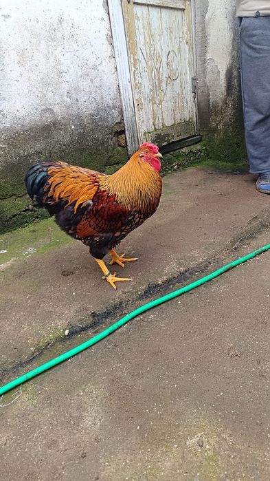 Cocoș wyandotte gsg