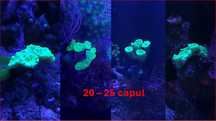 Corali acvariu marin reef