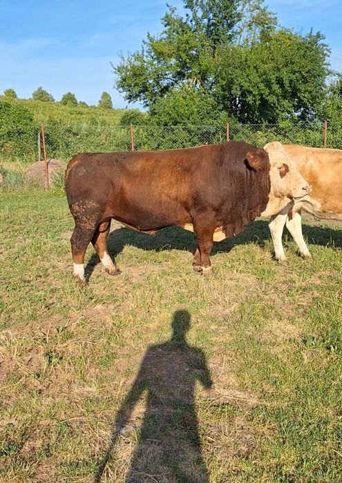 Vând taur cu certificat de origine