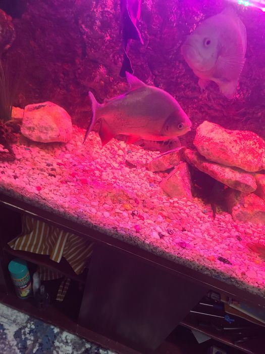 Йирик ўлчамли хишник балиқлар сотилади