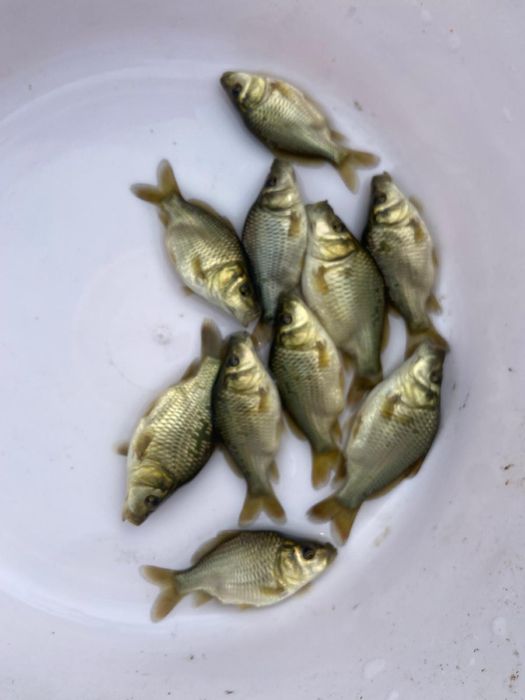 Vand puiet crap rasa frasinet !