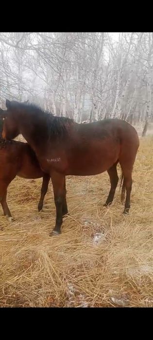 Продам кобылу с жеребенком