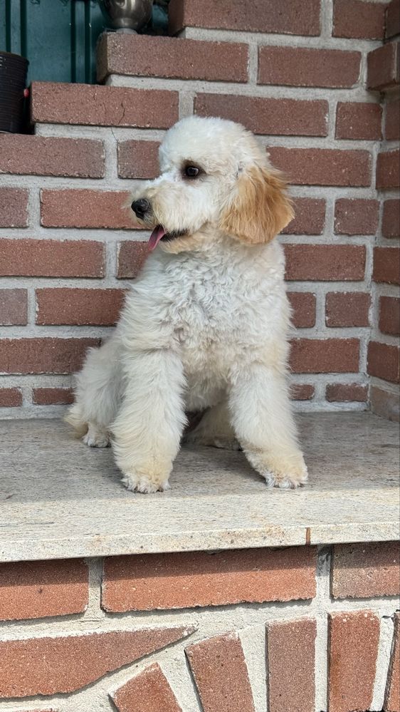 Poodle toy de vanzare