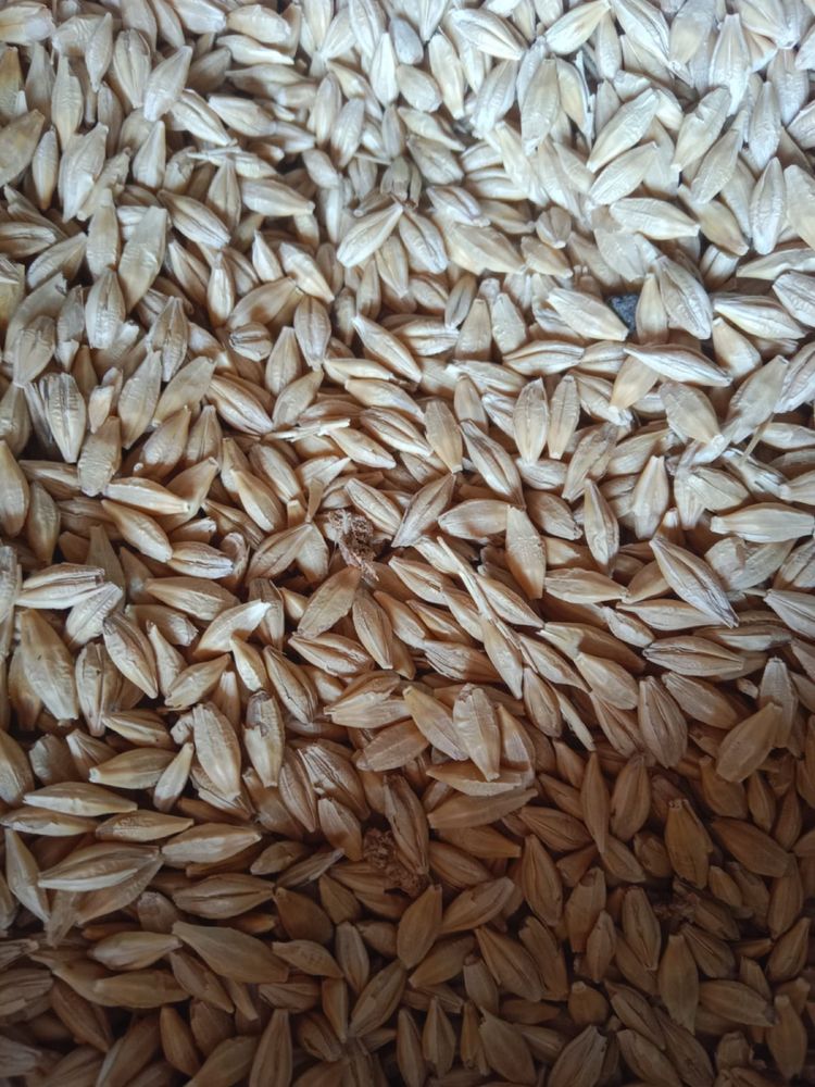 Отруби пшеничные,ячмень,зерно, овес