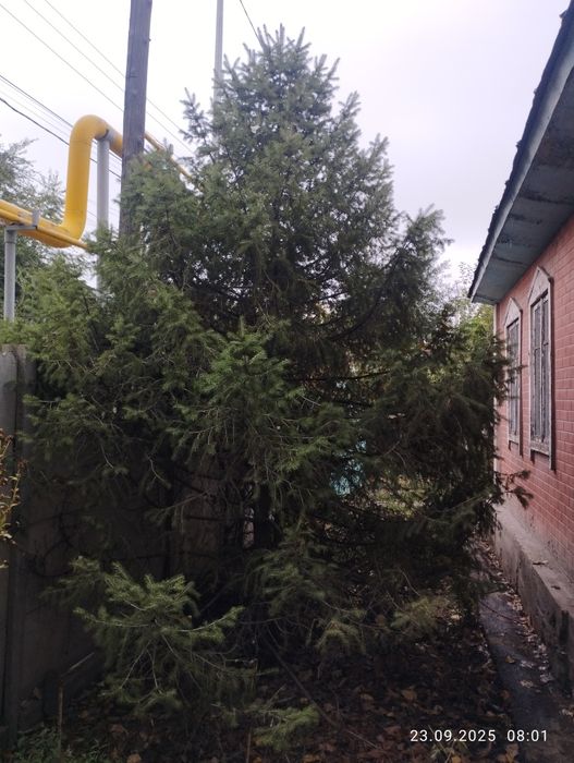 Ель, ёлка, шырша