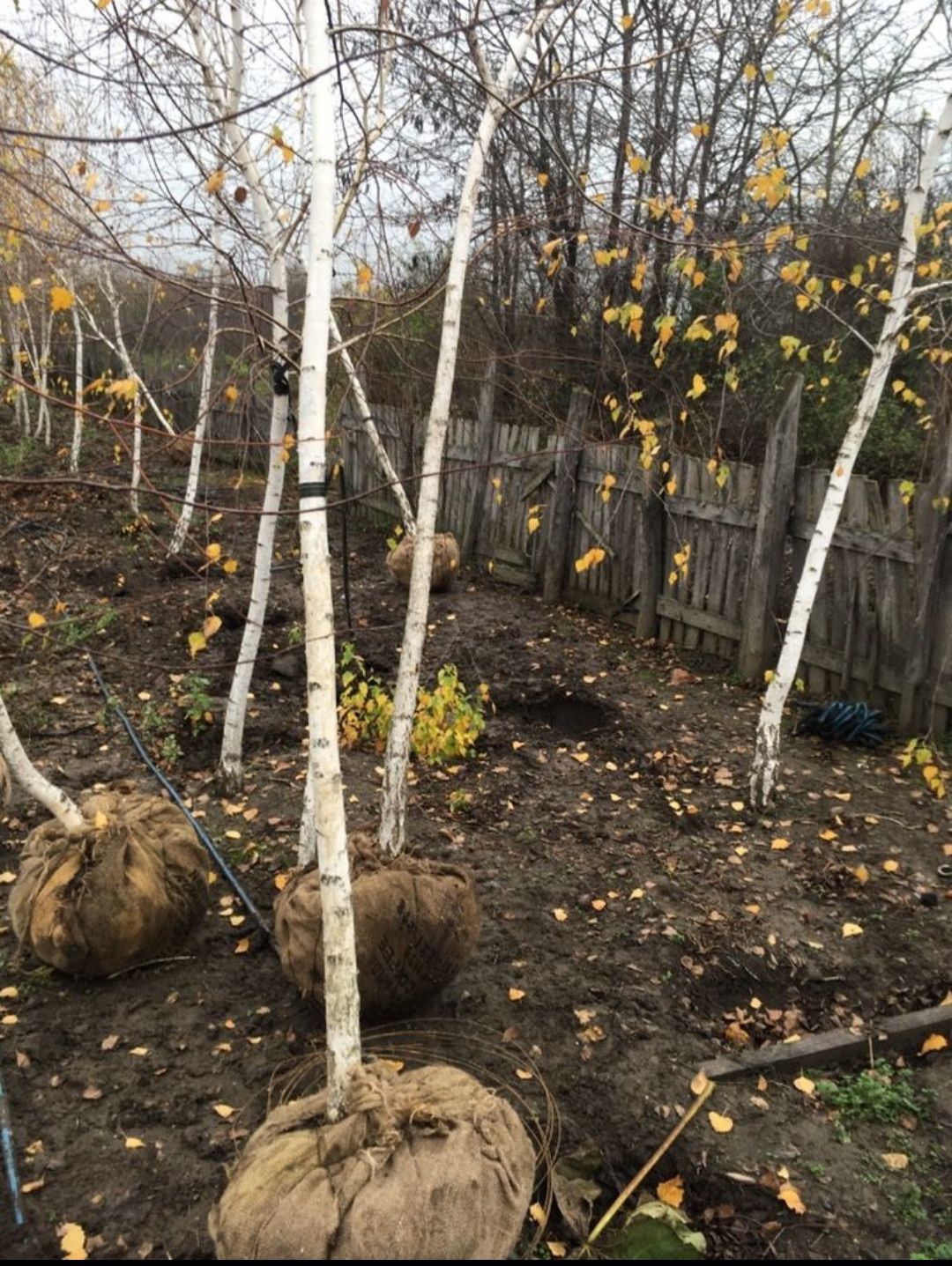 Vind copacii ornamentali. Mesteacăn /tei /stejar /platan etc.