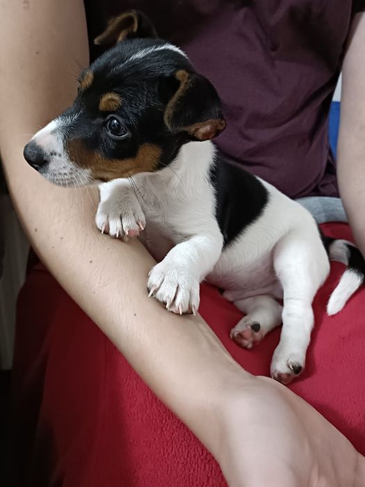 Jack Russel Terrier