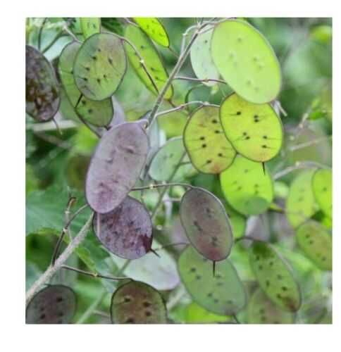 Vand  planta uscata  si seminte  Argintii lui Iuda  Lunaria Annua