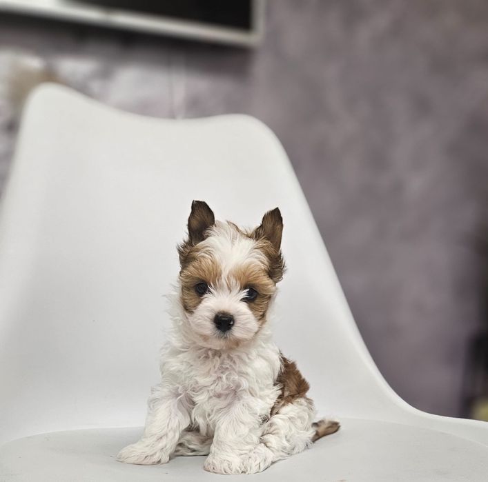 Yorkshire terrier fetita biewer.