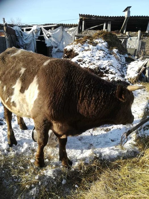 Продам быка 2 года.