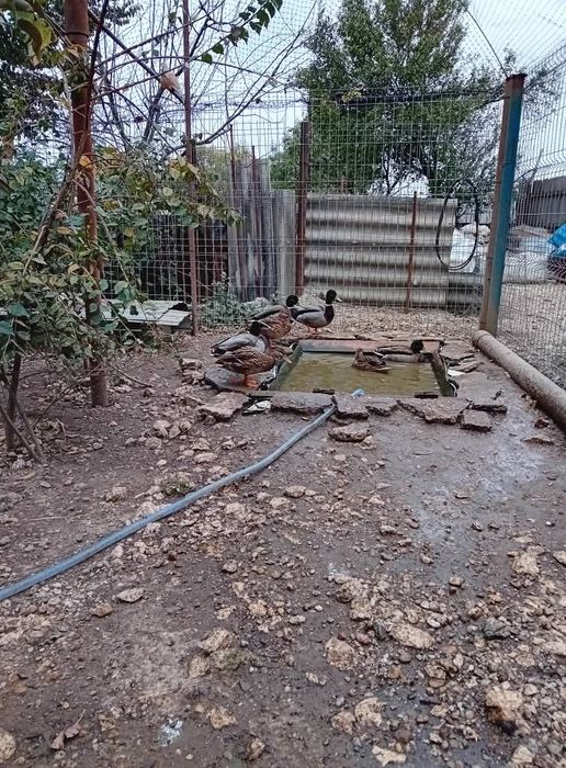 Disponibile păsări
