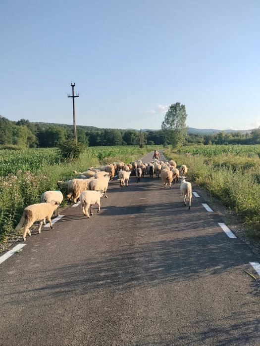 Oii Țurcane de vânzare