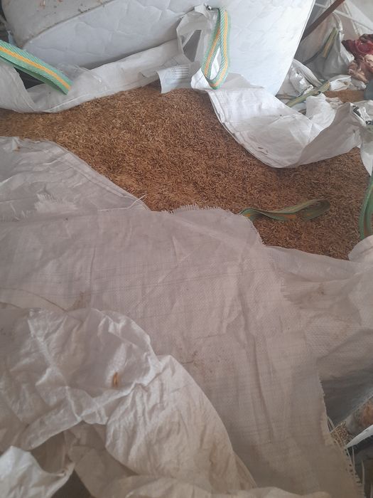 Vând ovaz productie 2025