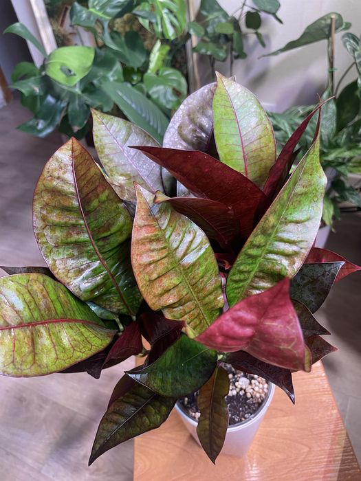 Кротон «Миссис Айстон» (Codiaeum ‘Mrs Iceton’)