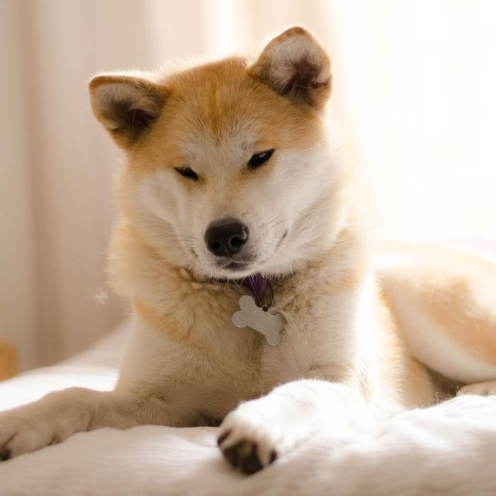 Выгуляю вашу собаку