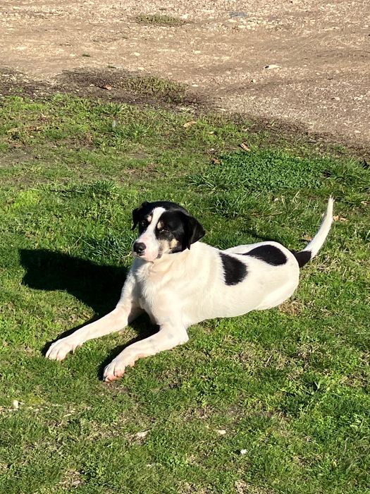 Мъжко куче на 8 месеца