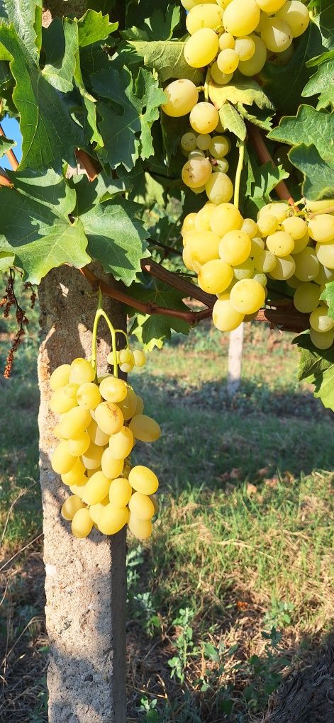 Продавам  грозде за ракия - черно и бяло