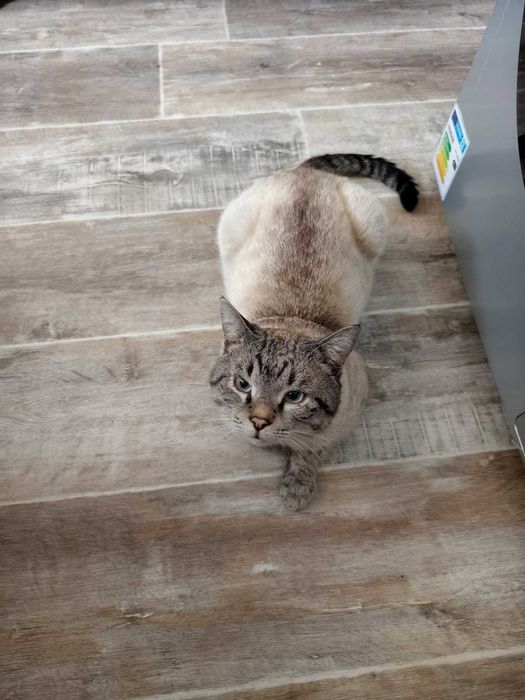 Отдадим кота в хорошие руки