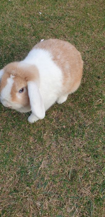 Quyon sotiladi yoki barter