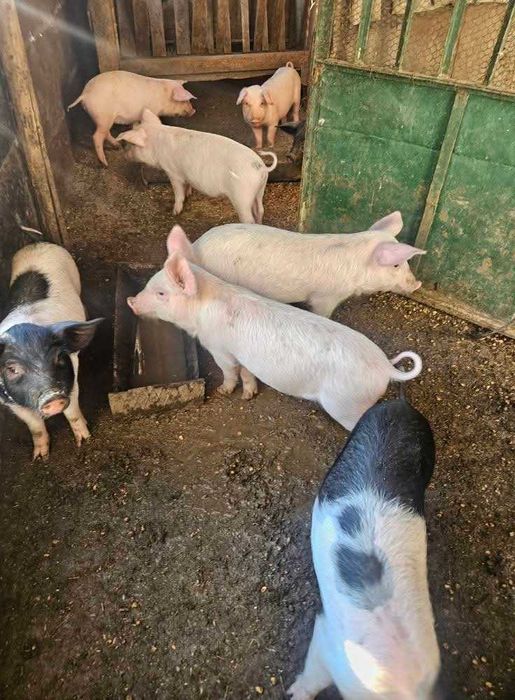 Продавам прасенца