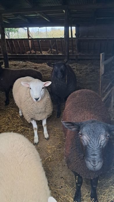 Vand berbecuți texel