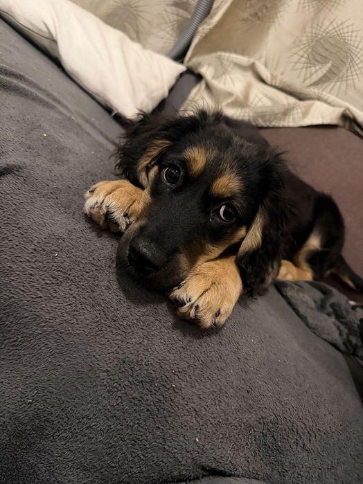 СПЕШНО подарявам женско кученце на 3 месеца