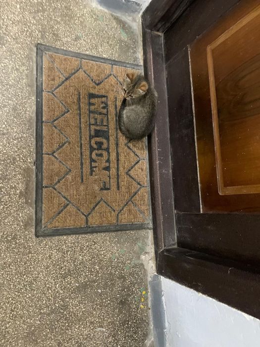 Adoptie 2 pisici ( pisica pisic )