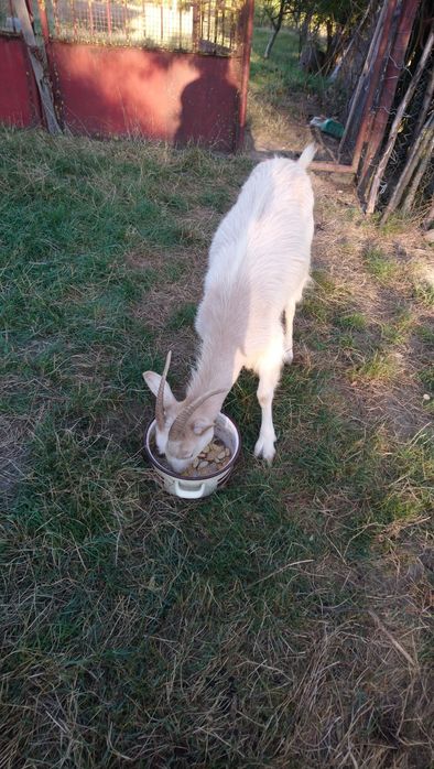 Vând capră de un an