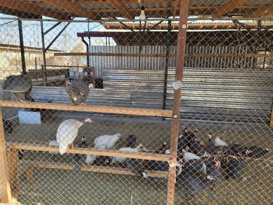 Цесаркалар сотилади