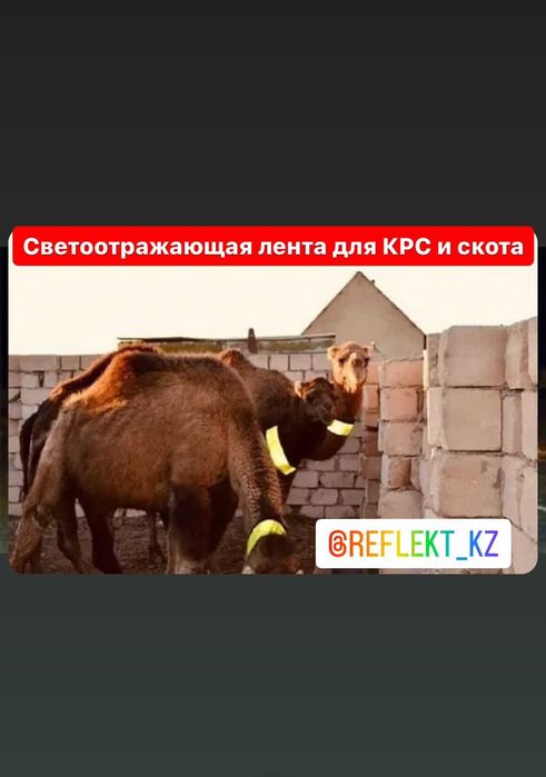 Лента отражающая свет.Түйе,жылқы,сиырға арналған жарық шағылыстырғыш