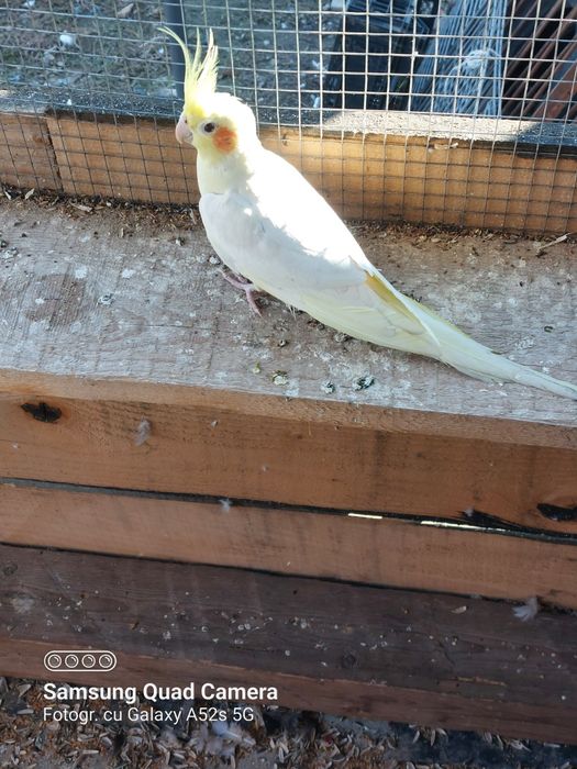 Canari si nimfe de dat