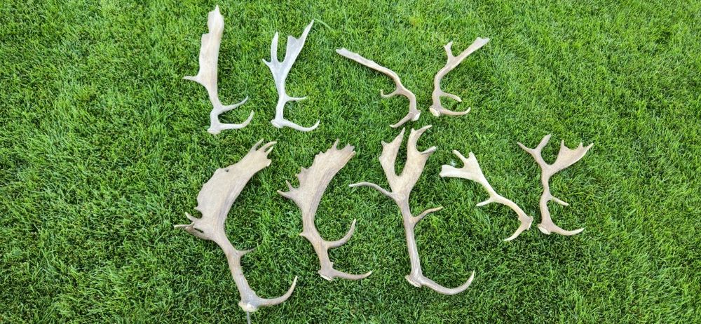 Vand perechi cerb carpatin+trofeu+coarne razlete.Vezi 8 poze atasate